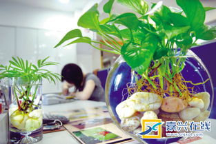 室內養花長(cháng)蚊子怎么辦