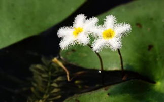 養花生小黑飛蟲(chóng)小妙招