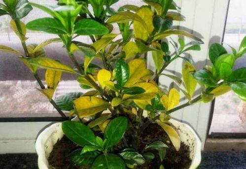 食醋養花的妙用