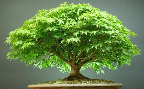 室內養花常見(jiàn)的問(wèn)題