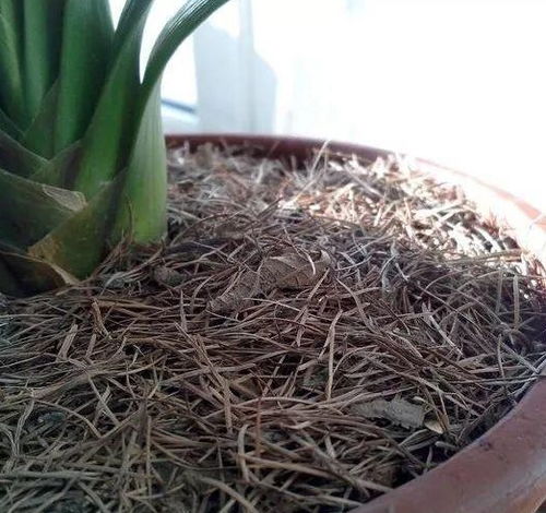 養花用復合土