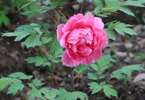 《養花》欣賞感悟100字左右急