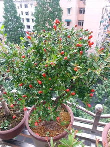 過(guò)期的油能養花嗎