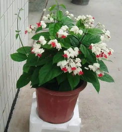 陽(yáng)光放的無(wú)孔花池可以養花嗎