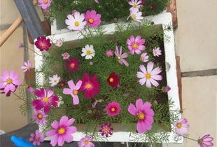 用鐵桶養花好嗎