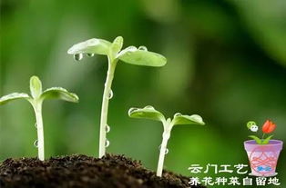 維生素片能養花嗎