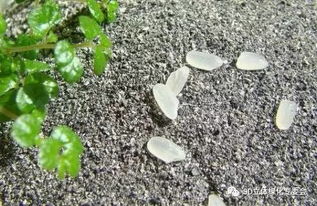 怎樣配置養花基質(zhì)