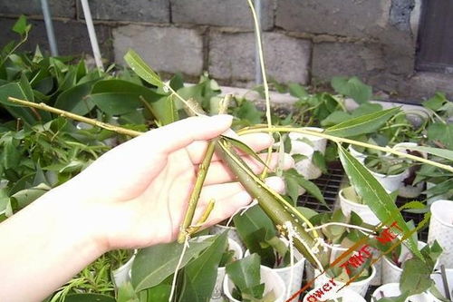 單位養花草的精神好處