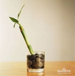 用維生素養花
