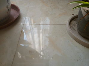 養花出現小膩蟲(chóng)