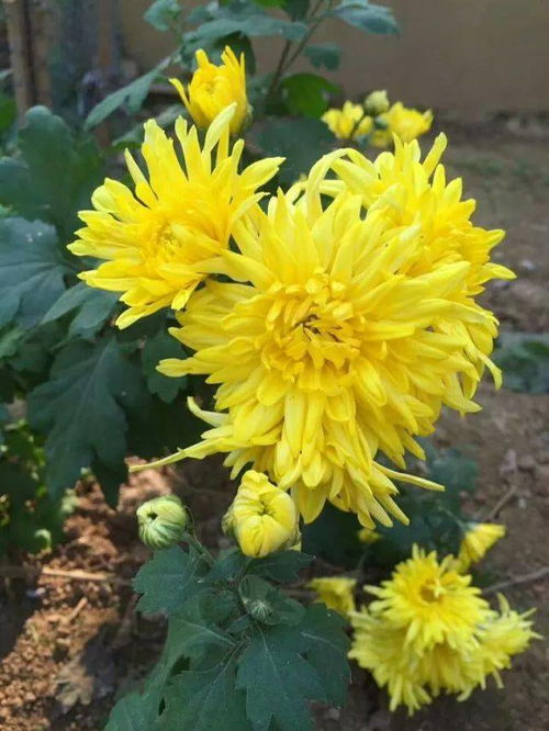 老舍先生的養花的賞析