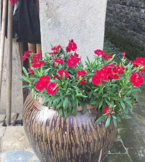 腌菜壇子養花需要打孔嗎