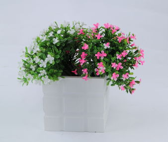 家里照不到太陽(yáng)怎樣養花
