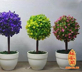 領(lǐng)導辦公室養花那種合適