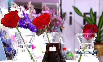 拿可樂(lè )養花