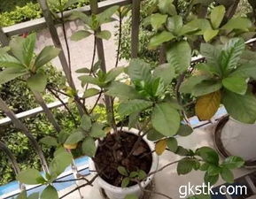養花為什么徒長(cháng)