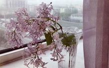 屋里養花會(huì )使打噴嚏嗎