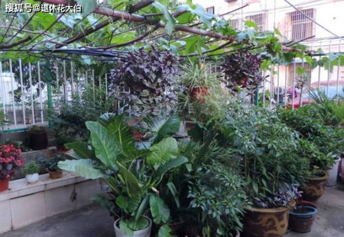 戶(hù)外花壇養花下大雨怎么辦