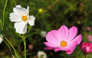 室內養花二十種花卉(二)