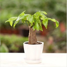 家里養花如何澆水