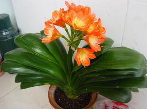 家里養花木應該注意什么