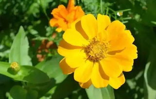 人為什么喜歡花養花