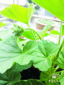 夏季家養花卉換盆事宜