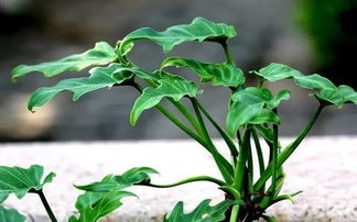 紙屑是否可以養花
