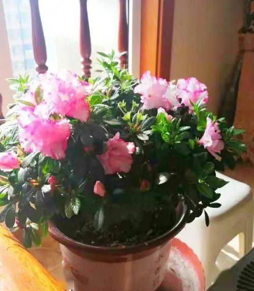 疫情期間家里可以養花嗎