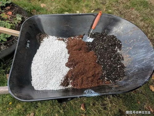 泥炭土加椰糠養花效果