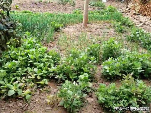高溫滅菌的土可以養花嗎