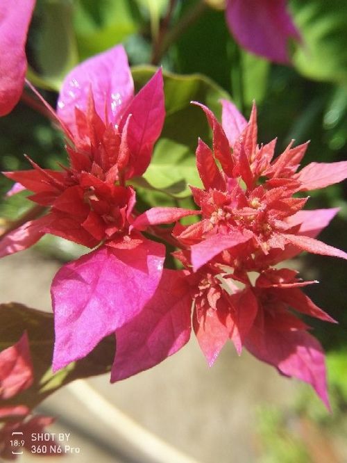愛(ài)養花是不是可以長(cháng)壽