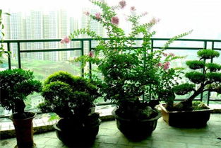 家里養花小竅門(mén)