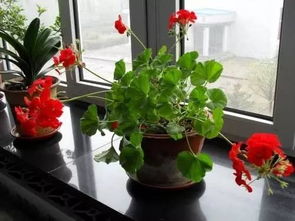 水堿大怎樣養花