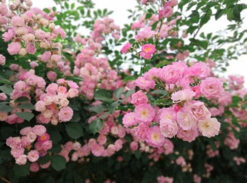 種花養花寓意