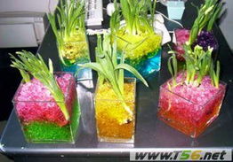 吸水樹(shù)脂能養花嗎
