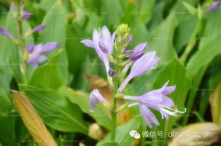 養花第五小節是按照