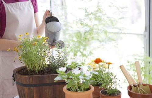室內(nèi)養(yǎng)花沒有陽(yáng)光怎么辦