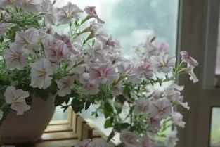 b12養花怎么辦