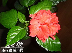 桑葉牡丹怎樣養花朵