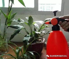 養花澆水不用管小技巧