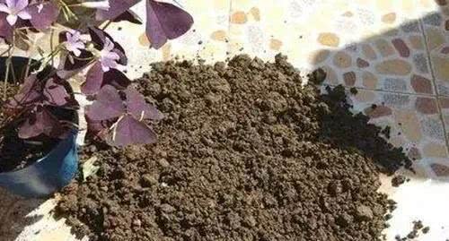 微波爐加熱消毒養花土能殺死嗎