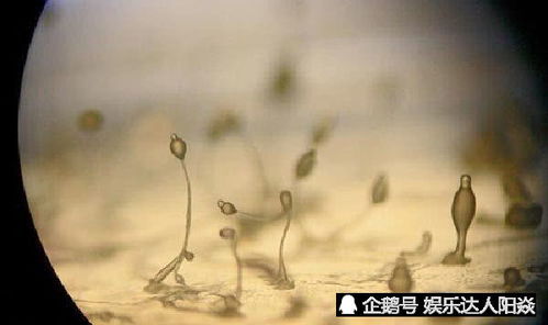 家里養花有霉菌會(huì )致癌