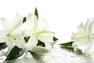 百合花水養花怎開(kāi)多久