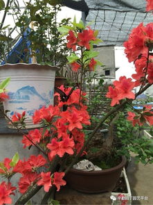 養花草能養心嗎