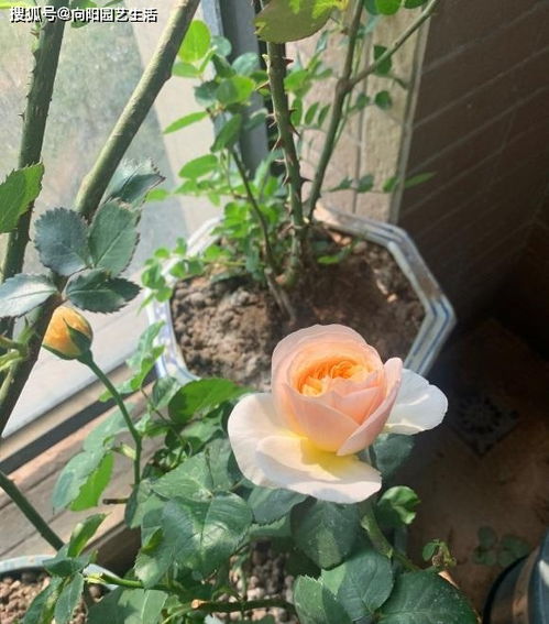 適合養花的有機肥都有哪些