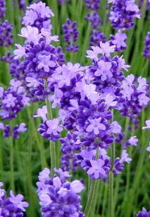 養花小蟲(chóng)蚊