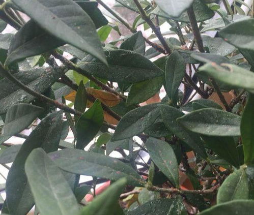 家里養花小黑蟲(chóng)子