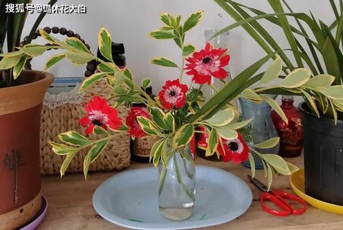 大蒜養花適應什么花