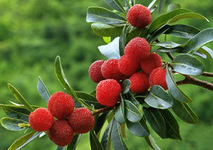 創(chuàng  )新創(chuàng  )業(yè)楊梅事件
